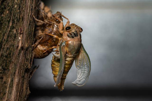 지난달 21일 광주 북구 문흥동 한 가로수에서 매미가 탈피를 마친 뒤 날개를 말리고 있다. 광주=뉴시스