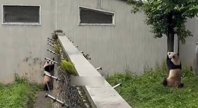 이전 보다는 더 적극적으로 서로를 의식하는 요즘의 두 판다 푸바오와 허허.