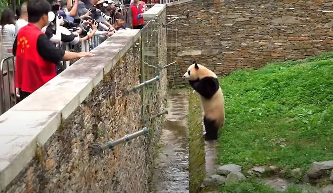 토요일인 8월30일 촬영된 애처로운 푸바오의 모습