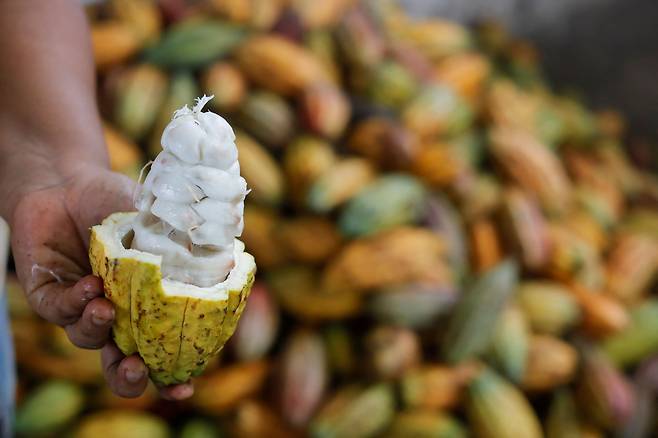 지난 5월 엘살바도르 이잘코의 한 카카오 재배 농부가 코코아 열매를 보여주고 있다. /로이터 연합뉴스
