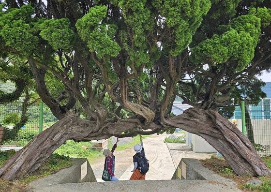 어청도 초등학교의 사랑나무. 향나무 두 그루가 어깨동무하고 대문을 만들었다.