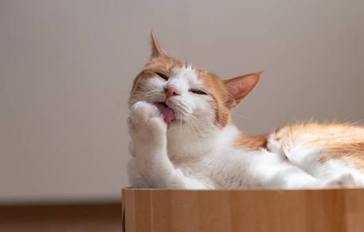 고양이는 그루밍을 하는 습성이 있는데, 심할 경우 탈모가 생길 수 있다|출처: 게티이미지뱅크