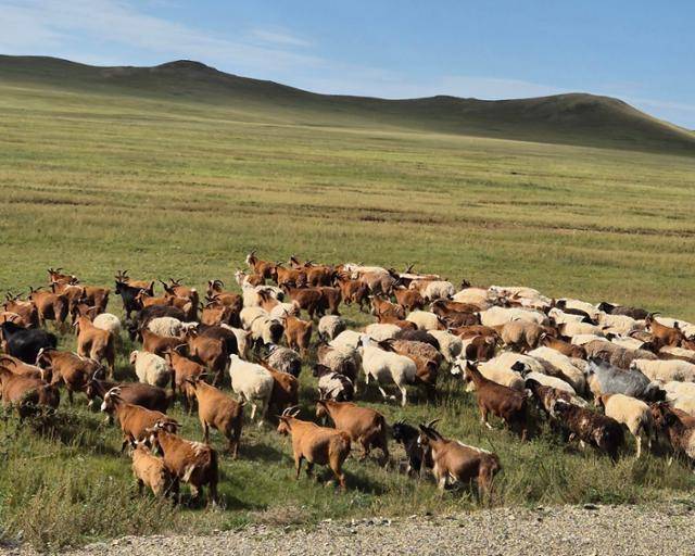 몽골에서는 넓고 푸른 평원에서 양, 염소, 소 등 가축이 한가롭게 풀을 뜯는 모습을 쉽게 찾아볼 수 있다. 하지만 관광지에서 볼 수 있는 멋진 풍광과 달리 몽골 전역 곳곳은 사막화 영향권에 놓인 상황이다. 기상 변화로 인해 수목이 말라 죽고 건조한 나대지가 늘어나는 현상을 사막화라고 한다. 최나실 기자