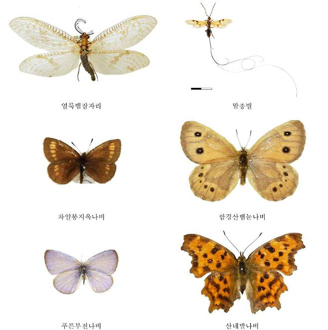 국립생물자원관 제공