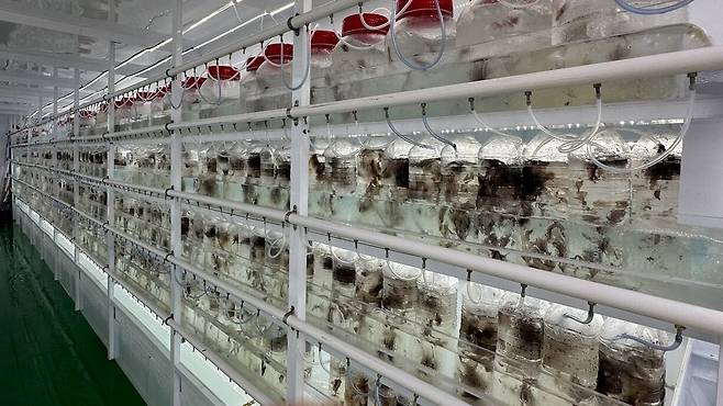 서귀포시 표선면에 위치한 ㈜에프아이씨의 김 양식 시설 모습. 제주테크노파크는 ‘지역주도형 과학기술 R&D사업’을 통해 ㈜에프아이씨와 제주해양수산연구원이 추진하는 ‘제주도 광어 사육 지하수를 활용한 김 육상양식 통합기술 개발’ 과제를 지원하고 있다./제주테크노파크