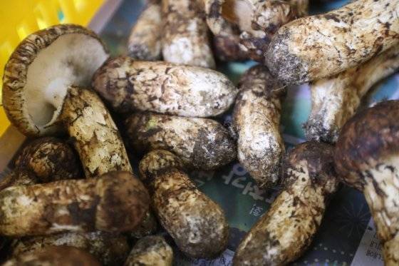 지난달 20일 강원 양양군 양양읍 양양속초산림조합 공판장에서 올해 첫 양양송이 공판이 열렸다. 이날 1㎏당 낙찰가는 1등급 110만원으로 결정됐다. 연합뉴스