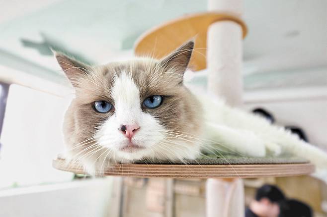 김 탐정이 품종묘이지만 파양된 고양이(앞 사진)와 어미와 떨어진 채 시흥지부 인근에서 울고 있다 구조된 아기 고양이 등 시흥지부에서 새 가족을 기다리는 고양이들을 소개했다.