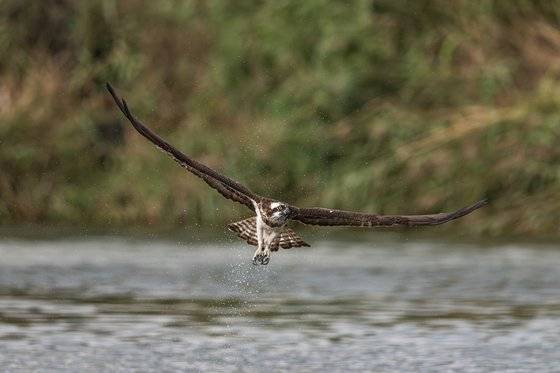 멸종위기종인 새매, 새호리기 등 맹금류의 사냥 활동이 울산의 식수원인 회야강에서 잇따라 관찰됐다. 긴 발톱을 날카롭게 세워 강 위를 스치듯 날아다니며 숭어 같은 물고기를 낚아채 하늘로 비상하는 모습이 장관을 이뤘다. 사진 울산 새 통신원 최호준씨. 울산시.