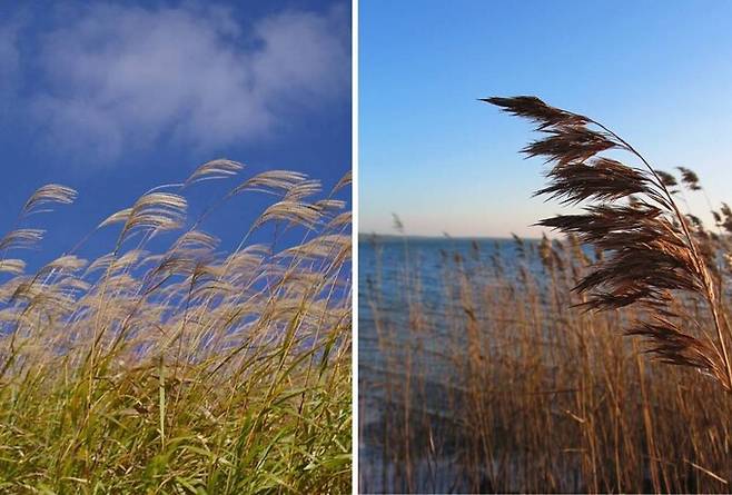억새(왼쪽)와 갈대. 위키피디아코먼스