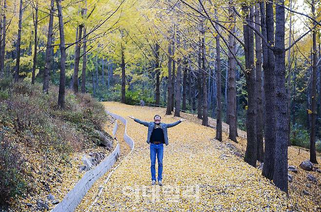 에버랜드 은행나무 숲 (사진=에버랜드)