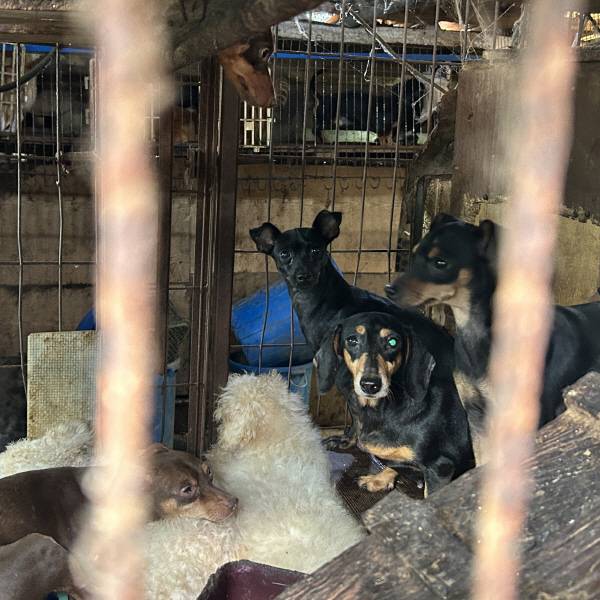 동물보호단체 연대 ‘루시의 친구들’은 17일 낮 부산 강서구 대저동의 한 불법 번식장에서 개 455마리를 구출했다. 루시의친구들 제공