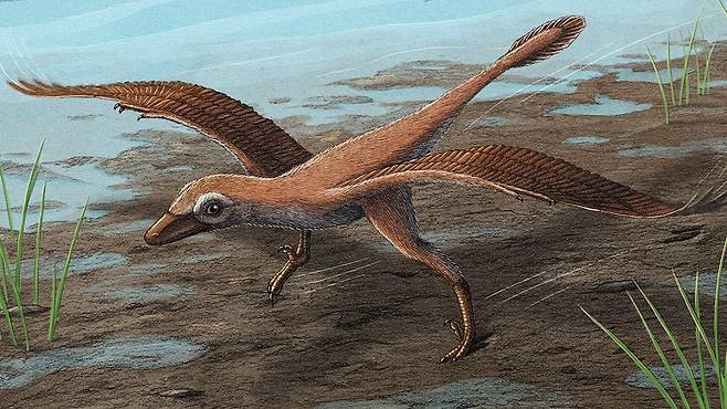 한국 진주층에서 발견된 미크로랍토르(마이크로랩터)의 상상도. 미국 다코타주립대와 진주교대 공동 연구진은 미크로랍토르의 발자국 화석을 분석해 이들이 날갯짓을 하며 빠르게 걷는 '플랩 러닝'을 했을 것이라고 결론 내렸다./미 국립과학원회보