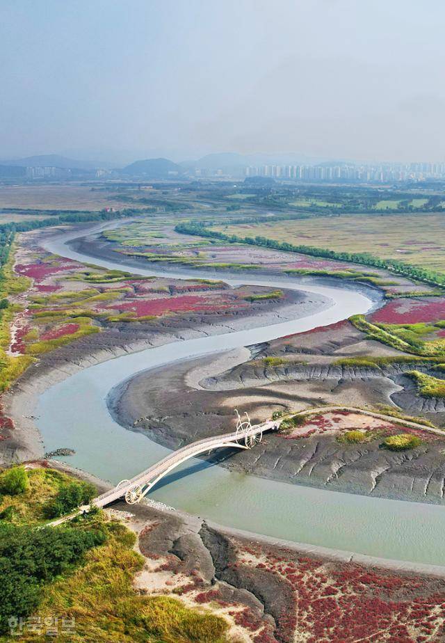자전거다리 부근 갯골생태공원 풍경. 갯벌에 자라는 염생식물이 단풍으로 붉게 물들었다.