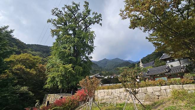 양평 용문사 은행나무