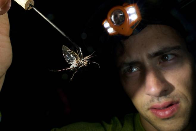 미국 플로리다 자연사박물관의 할란 고프 박사가 박쥐 초음파 소리를 들려주자 길앞잡이는 겉날개와 속날개를 부딪혀 초음파를 냈다. 이 초음파는 박쥐가 싫어하는 독나방이 내는 것과 비슷했다./미 플로리다 자연사박물관