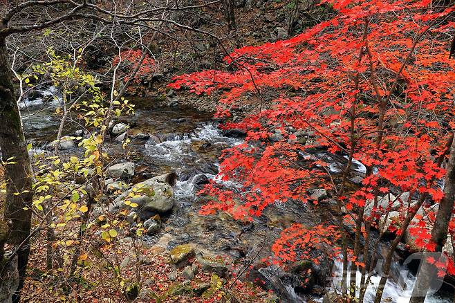지난 29일 오후 강원 인제군 기린면 방태산 이단폭포 일대가 울긋불긋한 단풍으로 물들면서 아름다운 가을 풍경을 연출하고 있다.(인제군 제공)2024.10.30/뉴스1 ⓒ News1 윤왕근 기자
