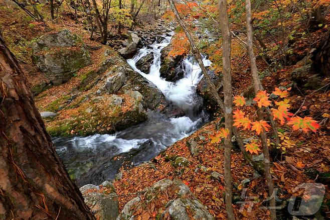 지난 29일 오후 강원 인제군 기린면 방태산 이단폭포 일대가 울긋불긋한 단풍으로 물들면서 아름다운 가을 풍경을 연출하고 있다.(인제군 제공)2024.10.30/뉴스1 ⓒ News1 윤왕근 기자