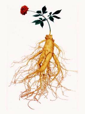 풍기인삼 사진 : 풍기인삼시험장 정원권 연구사 제공