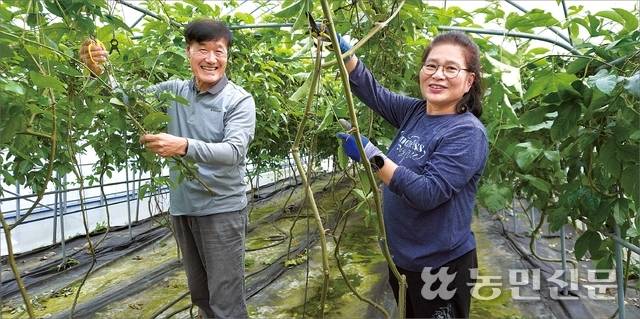 강원 양양군 서면에서 백향과(패션프루트)를 재배하는 김형익·이복실 부부가 수확을 마친 패션프루트의 잎과 가지를 정리하고 있다.