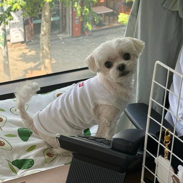 사연자 회사에 동반 출근한 멍직원. 최근 전신마취 후 지방종 제거와 스케일링을 진행했는데, 제 컨디션을 회복하는데 평소보다 오랜 시간이 걸렸어요.