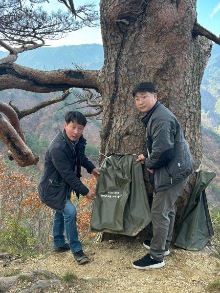 천동수 국립소광리산림생태관리센터 주무관(왼쪽)과 박노진 산림청 주무관(오른쪽)이 대왕소나무에 투여하기 위해 설치한 영양제 공급 마대를 가리키며, 대왕소나무의 현 상태를 설명하고 있다. 산림청 제공