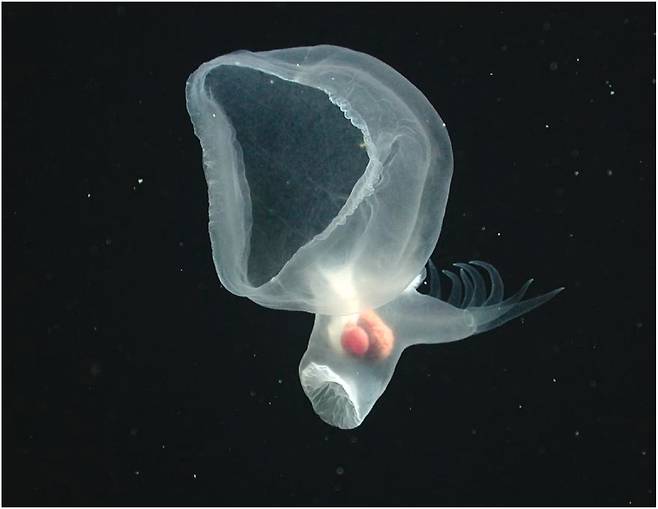 미국 몬테레이만 수족관 연구소의 무인잠수정이 발견한 심해 갯민숭달팽이인 바티데비우스 카누닥틸러스(Bathydevius caudactylus). 몸이 투명해 안이 다 보인다. 흰색은 뇌, 붉은색은 위, 주황색은 소화선이다./MBARI