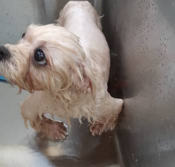 한겨울에 미용 실습견을 찬물로 목욕시킨 걸로 알려져 학대 논란이 불거졌던 사진./사진=독자 제공