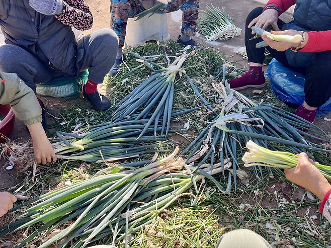 김장 준비로 무릎을 맞대고 앉은 보령시 대보주택의 주민들. /윤혜자 제공