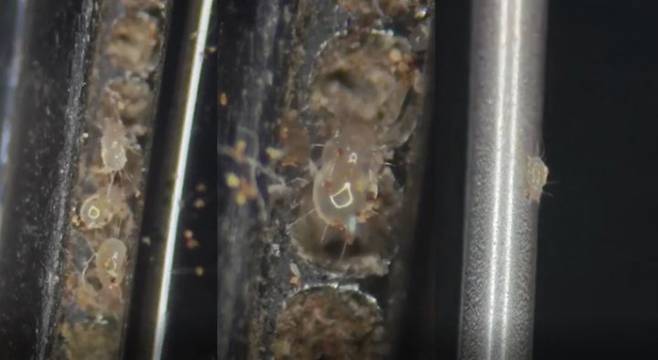 현대인의 필수품이 된 휴대전화에서 다량의 진드기가 서식한다는 증거 영상이 공개돼 충격을 안겼다. /사진=레드바이블