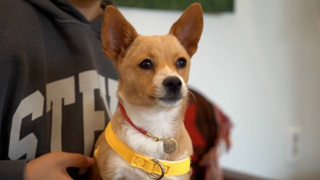 영이씨의 반려견 치치와 놀고 싶어 치치를 바라보고 있는 감자의 모습. 최민석 기자