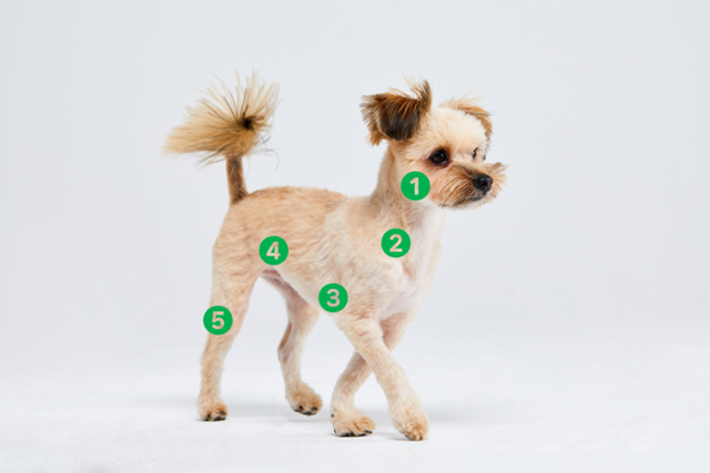 림프절은 온몸에 걸쳐 분포해있지만, 촉진 가능한 위치는 다섯 군데이다. 게티이미지뱅크(숫자 추가)