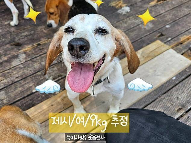 9년간 실험에 동원됐다 구조된 '제시'는 사람을 너무 좋아하는 성격이다. 웃는 모습이 예뻐 '미소천사'로 불린다. 비글구조네트워크 제공