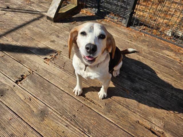 애교가 많아 활동가, 봉사자들로부터 인기가 많은 제시. 9세의 나이로 털이 이제 희끗희끗하게 보인다. 비글구조네트워크 제공