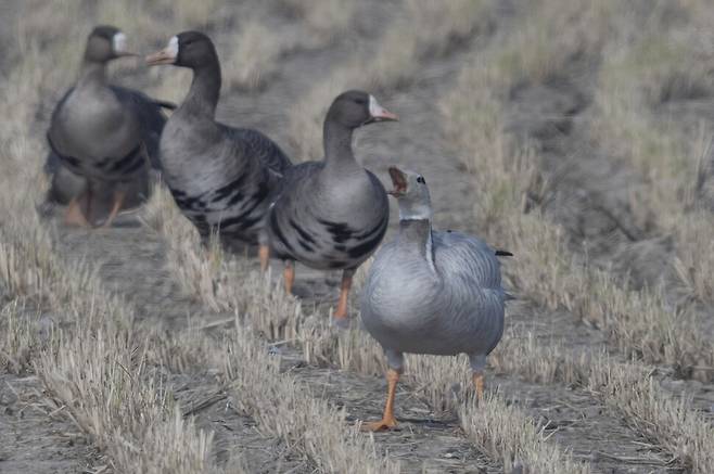 주변의 쇠기러기에게 소리를 내 쫓아내면서 영역을 확보하는 줄기러기.