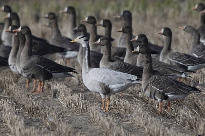 쇠기러기 무리 속에서도 당당하다.