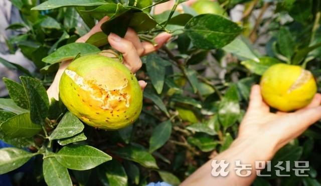 열매터짐(열과) 피해로 썩어가는 만감류 ‘레드향’. 농민신문DB