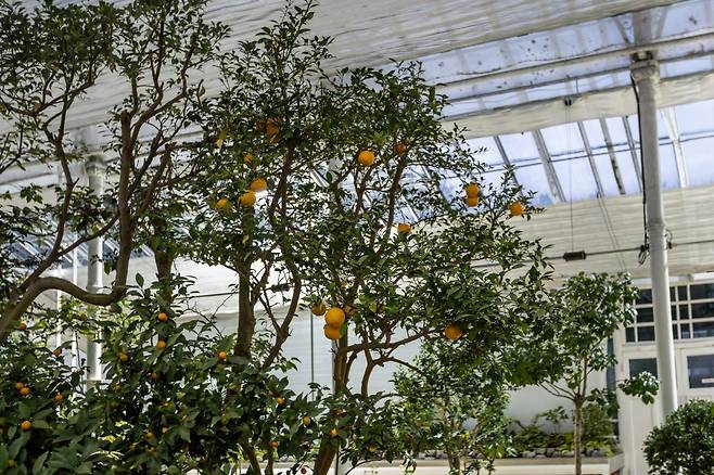 창경궁 대온실에 있는 모과나무 사진제공|서울관광재단