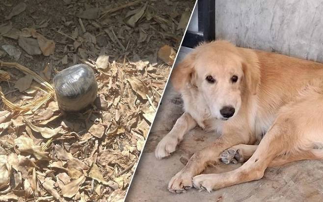 집에서 키우던 강아지가 폭발물을 물고와 가족들을 위험에 처하게 했다. 반려견이 물고 온 폭발물의 사진과 반려견 라뗴의 모습./사진=타이라스