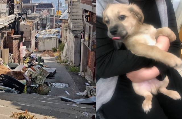 한남동 재개발구역에는 이주 과정에서 버려진 반려동물, 사람에게 길들여졌지만 방치된 길고양이가 가득하다. 시민들이 구조 활동과 민원 제기를 이어가자, 동물단체 그리고 관할 용산구도 조치에 나섰다. 이성훈 기자