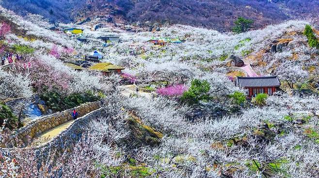 광양 매화마을