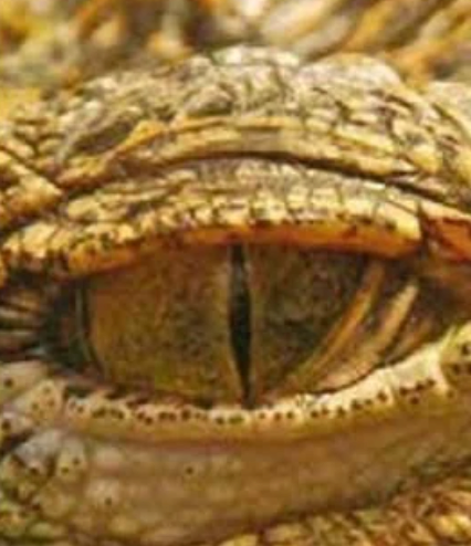 스크린샷 2025-01-22 14.08.14.png 동물들 눈 모양마다 기능 다 다른거 나만 몰랐냐?