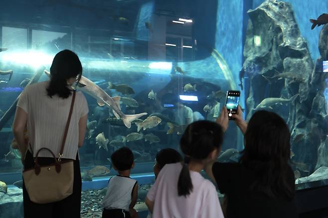 충북 괴산에 있는 충북아쿠아리움을 찾은 방문객들이 민물고기를 구경하고 있다. 충북도 제공.