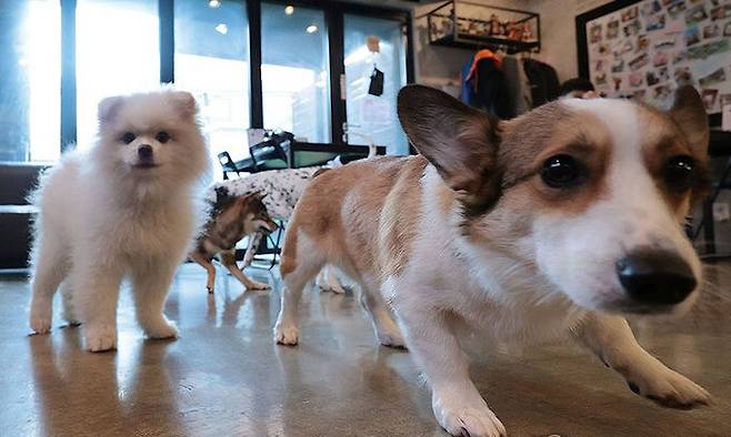 지난해 서울 성북구의 우리동네 펫 위탁소에서 설 명절 연휴 동안 맡겨진 반려견들이 즐거운 시간을 보내고 있다. 사진=연합뉴스