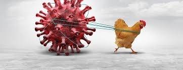 최근 미국 서부를 중심으로 H5N1 조류 인플루엔자 바이러스가 동물을 중심으로 급격히 확산하고 있다. 이에 소나 돼지와 가깝게 지내는 인간에게도 감염될 수 있다는 우려가 커지고 있다. 미국 캘리포니아 리버사이드대(UCR) 제공