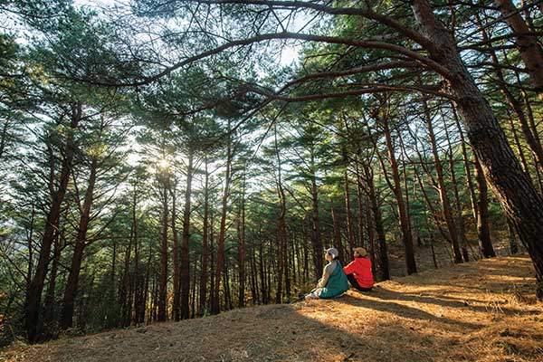 배낭 없이 가볍게 올라간 백암산. 곧게 솟은 금강송 사이로 들어오는 햇빛을 만끽한다.
