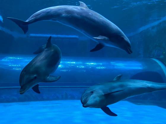 장꽃분과 장두리, 고장수가 수족관에서 즐거운 시간을 보내고 있다. 사진 고래생태체험관