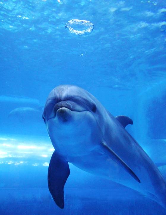 무언가를 찾고 있는 장두리. 사진 고래생태체험관