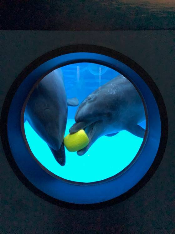 왼쪽은 장두리, 오른쪽은 장도담이다. 노란색 장난감을 입고 물고 다니며 시간을 보내고 있다. 사진 고래생태체험관