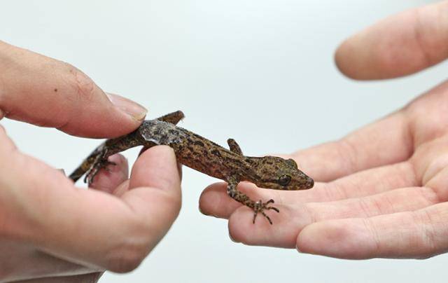 2일 오후 서울 서초구 aT센터에서 열린 서울 K렙타일페어를 찾은 관람객이 도마뱀붙이(게코)를 살펴보고 있다. 뉴스1