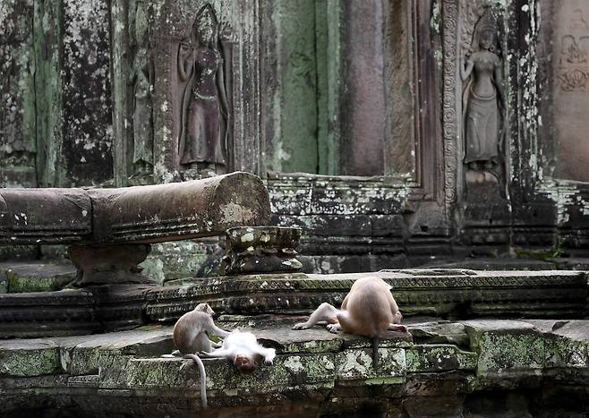 캄보디아 앙코르와트에 사는 원숭이들. /AFP 연합뉴스